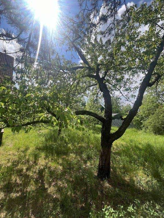 alte Obstb�ume Einfamilienhaus Senftenberg OT Sedlitz