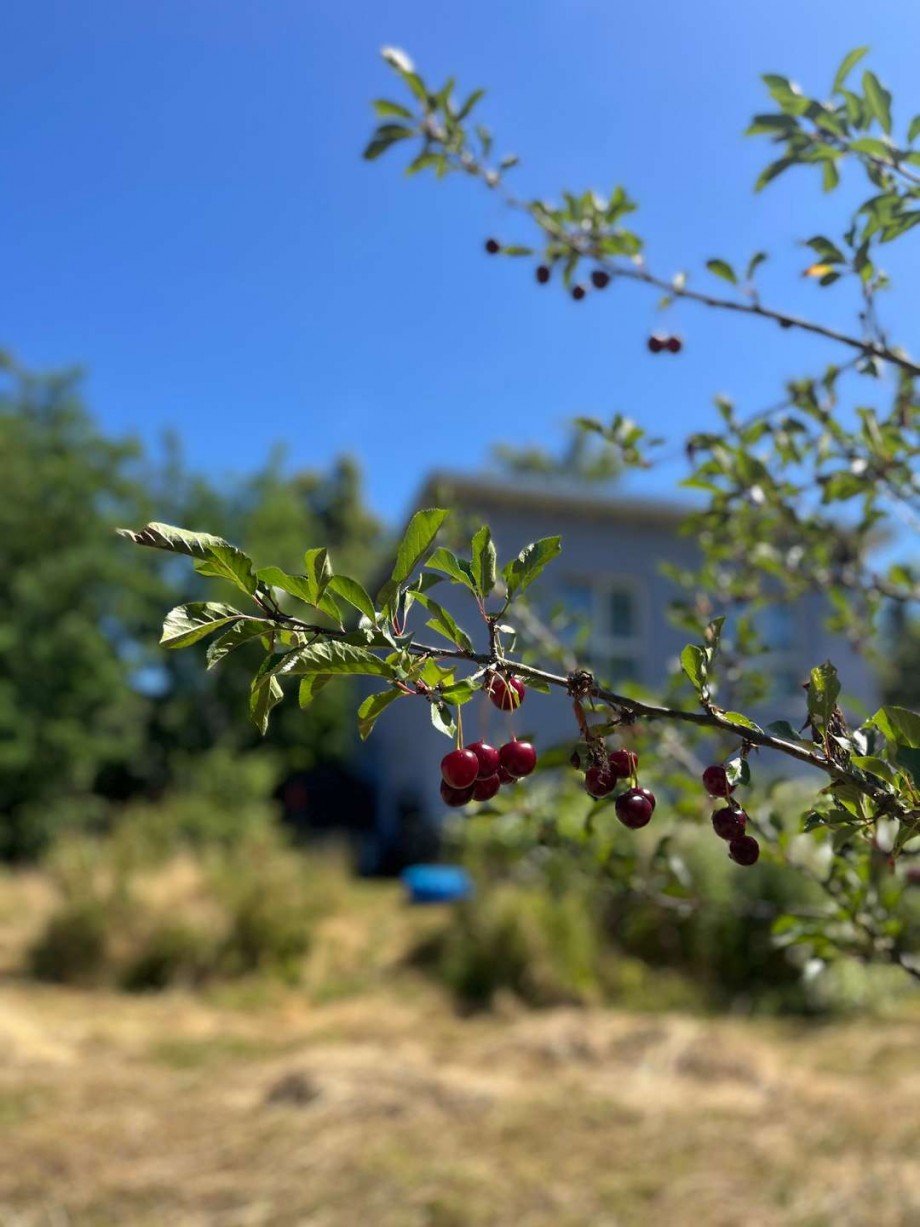 eigene Kirschen zum genie�en Einfamilienhaus Schwerin